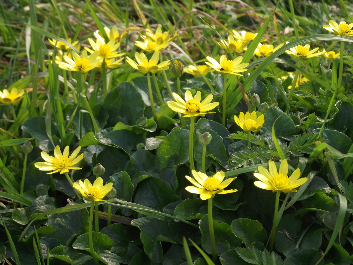 Lesser celandine